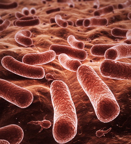 bacteria